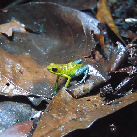 Hacienda Mil Bellezas - Private 40Ha Jungle Reserve Кепос Екстериор снимка